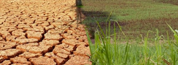 Oggi, 17 giugno 2022, si celebra la Giornata mondiale per la lotta alla desertificazione. Lo slogan di questa edizione 2022 è “Rising up from drought together”
