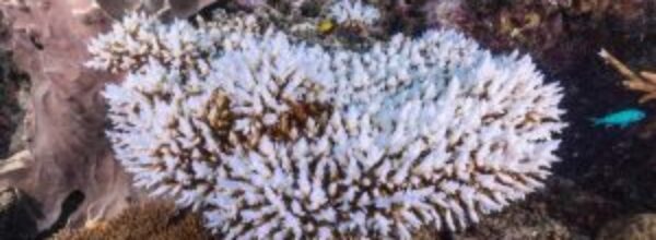 Giornata Mondiale dei Coralli: Preservare le Foreste degli Oceani per un Futuro Marino Sostenibile
