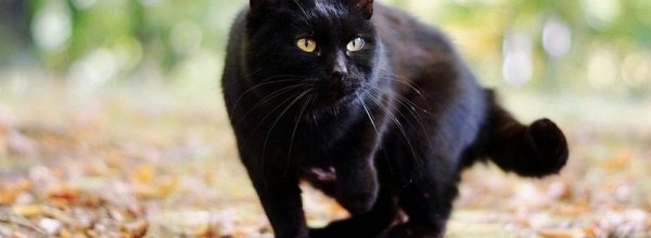 Giornata del Gatto Nero.  Oggi 17 agosto si celebra la giornata dedicata al felino di colore nero per dire basta alle superstizioni negative