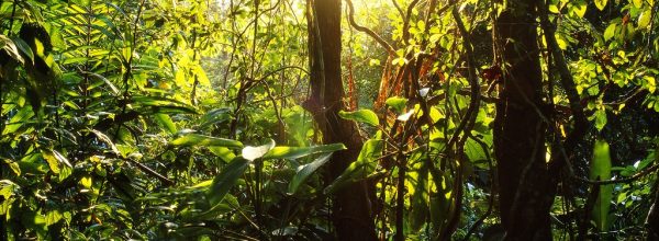 Oggi, lunedì 5 settembre 2022, è la ” Giornata mondiale d’azione per l’Amazzonia”. La deforestazione ha raggiunto i massimi storici ed è una questione ormai sempre più fuori controllo. Iniziamo dal piccolo per difendere il valore del verde