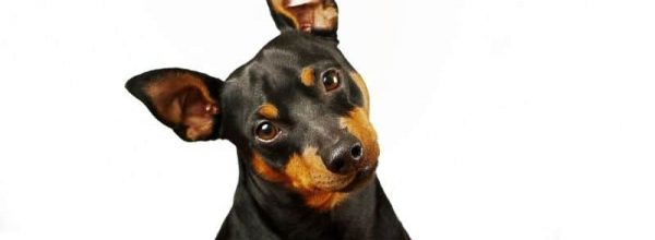 Ricorre oggi, 4 ottobre, la Giornata mondiale degli animali ((World Animal Day). L’evento coincide con la ricorrenza dedicata a san Francesco, patrono degli animali