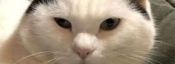 Festa del Gatto. Venerdì 17 febbraio in diverse parti si propongono iniziative artistiche o di solidarietà a favore di questi animali. I benefici prodotti da un “micio”