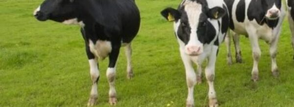 Carne sintetica e intelligenza artificiale. Il termine “artificiale”, sebbene, possa far pensare a qualcosa di sintetico o non naturale, in realtà entrambe queste tecnologie sono molto vicine alla natura.