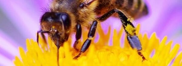 Giornata mondiale delle api. Si celebra oggi, sabato 20 maggio 2023, il World Bee Day,