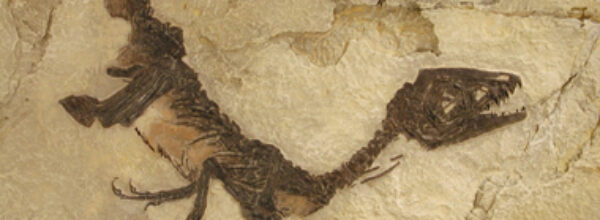 Decapitazione dei rettili dal collo lungo nell’era dei dinosauri: Una prova fossile diretta svela l’aggressione dei predatori, conferma uno studio tedesco