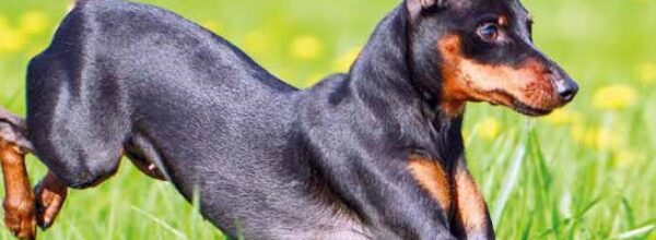 Celebriamo l’amore a quattro zampe: Giornata Mondiale del Cane e l’importanza dell’adozione e del volontariato