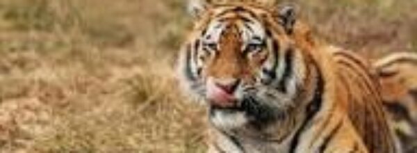 29 luglio, ricorre la giornata Mondiale della Tigre