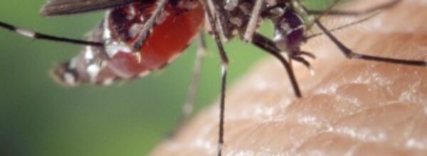 Giornata Mondiale della Zanzara: Combattere la Malaria e le Malattie Trasmesse dai Vettori