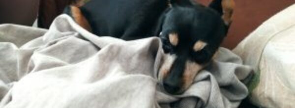 Celebrando l’Affetto Incondizionato: La Giornata Mondiale del Cane e la connessione psicologica tra uomo e migliore amico a quattro zampe