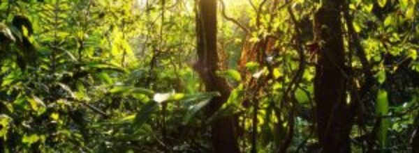 Giornata della Difesa dell’Amazzonia: Un Appello Globale per il Polmone Verde del Pianeta
